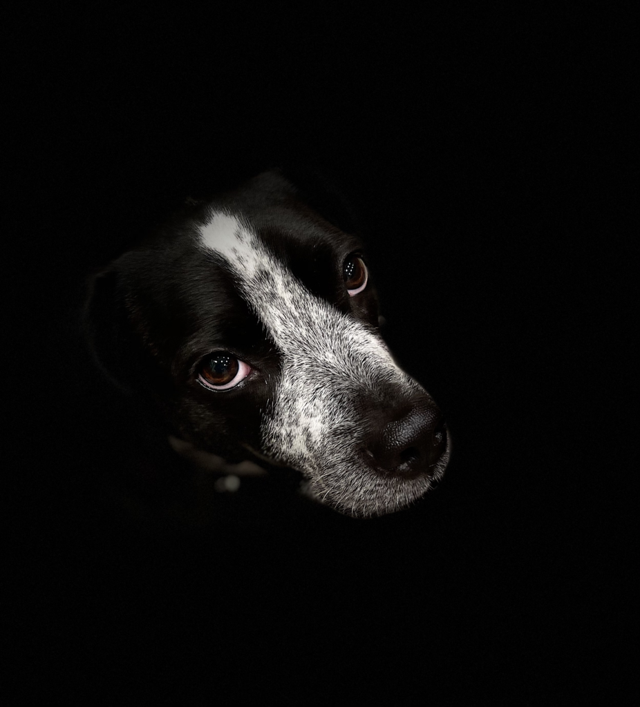 dog head on black background